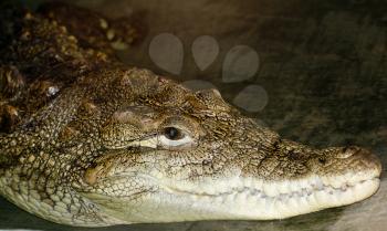 portrait of a crocodile