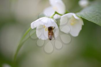 bee in a white flower in nature
