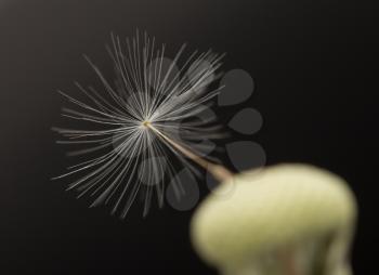 dandelion on a black background. macro