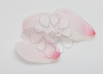 rose petals on white background. macro
