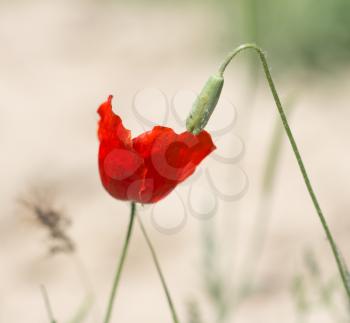 red poppy flower on nature