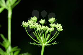 parsley flower in nature