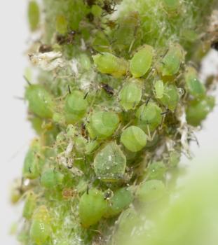 aphids on a green leaf. macro