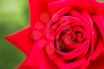 red rose flower in nature