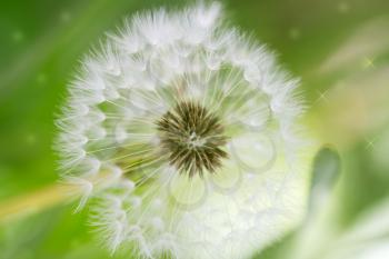 dandelion on nature