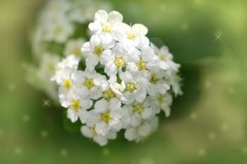 beautiful white flowers in nature. macro