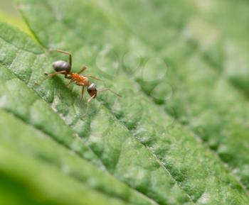 little ant in nature. macro