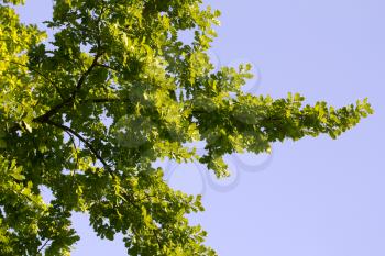 leaves of a tree against a blue sky in the nature