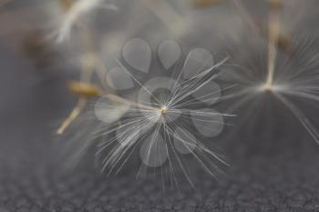 dandelion on a black background. macro