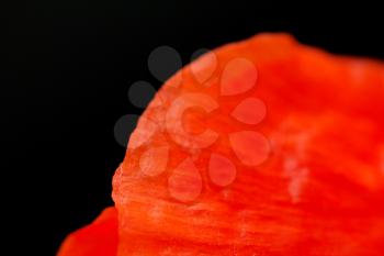 Red poppy on a black background