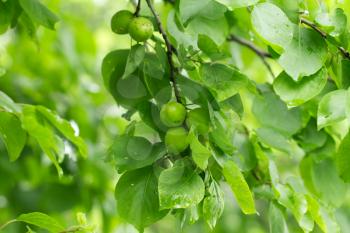 green apricots on the tree in nature