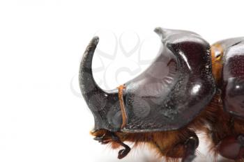 Rhinoceros beetle on a white background. macro
