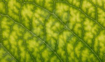 beautiful background of green leaf. macro