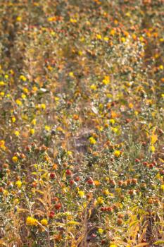 safflower flowers on the field