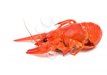red crayfish on a white background