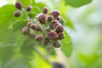 unripe blackberries on nature. macro