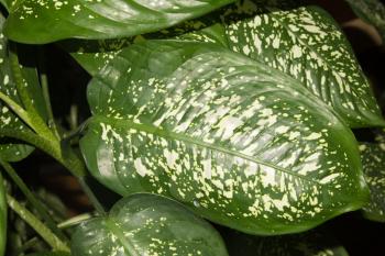 green leaves of the plant with white spots