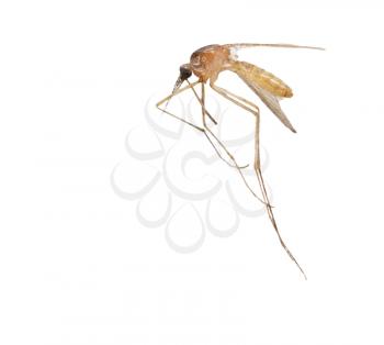 mosquito on a white background. macro