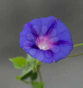Beautiful blue flower on nature