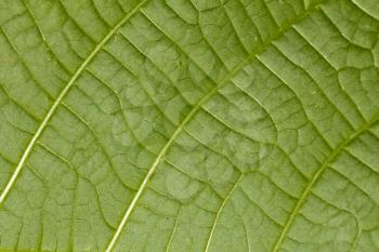 background of green leaf. macro
