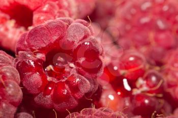 background of red raspberries. macro