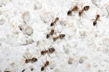 ants on the wall. macro