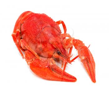 red crayfish on a white background