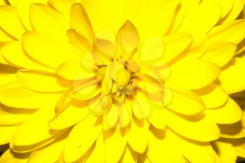background of yellow flower. macro