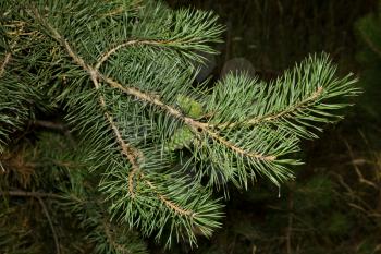 pine branch in nature