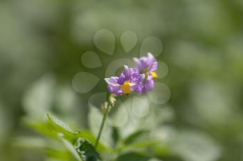 Potato flowers in nature