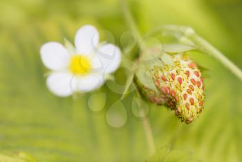 flower and unripe strawberries on nature