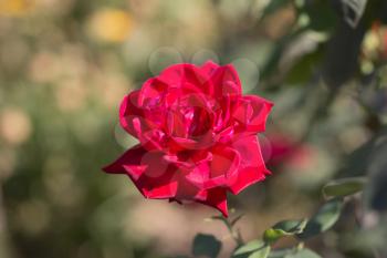 rose in nature