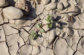 Seedling growing trough dry soil cracks