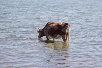 cow at the watering in lake