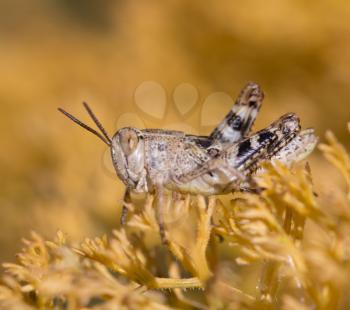 grasshopper in the yellow grass
