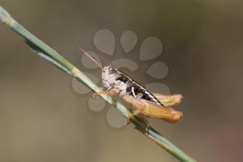 grasshopper in the grass. macro