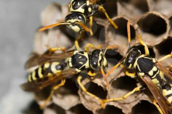 Wasps in the nest