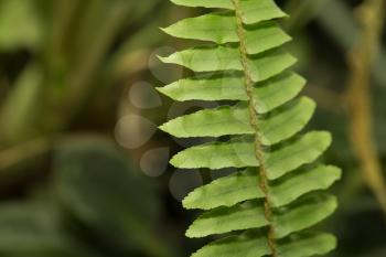 fern leaves. macro