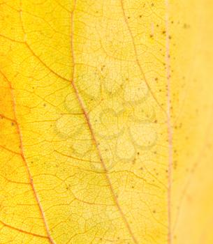background of yellow leaves. macro