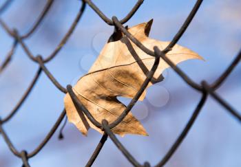 leaves on the wire fence