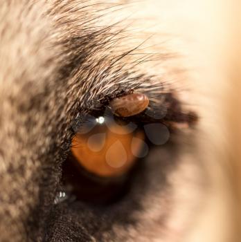 Mites on the eye of a dog. macro