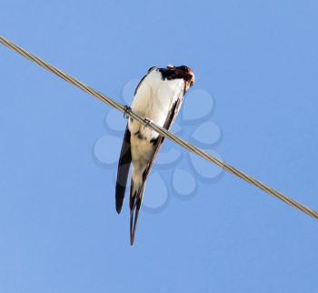 Swallow sits on an electric wire against a blue sky background