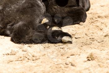Hooves of a little black kid on the farm .