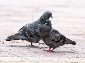Love of two pigeons on the sidewalk in the city