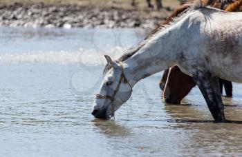 Horse on watering places on the lake .