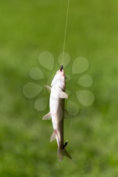 Fish caught on the hook in nature