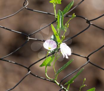 Flowers on the fence in the nature