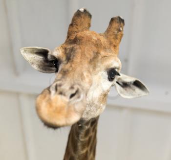 Head of a giraffe in a zoo .