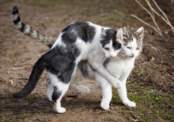 Cats make love in the spring outdoors .