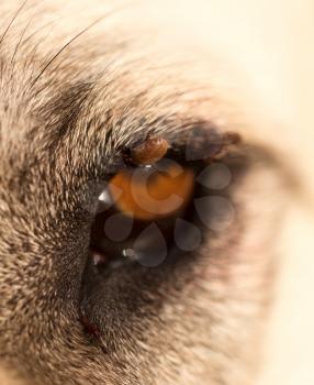 Mites on the eye of a dog. macro